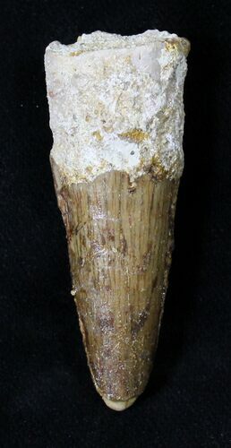 Bargain Juvenile Spinosaurus Tooth #19016